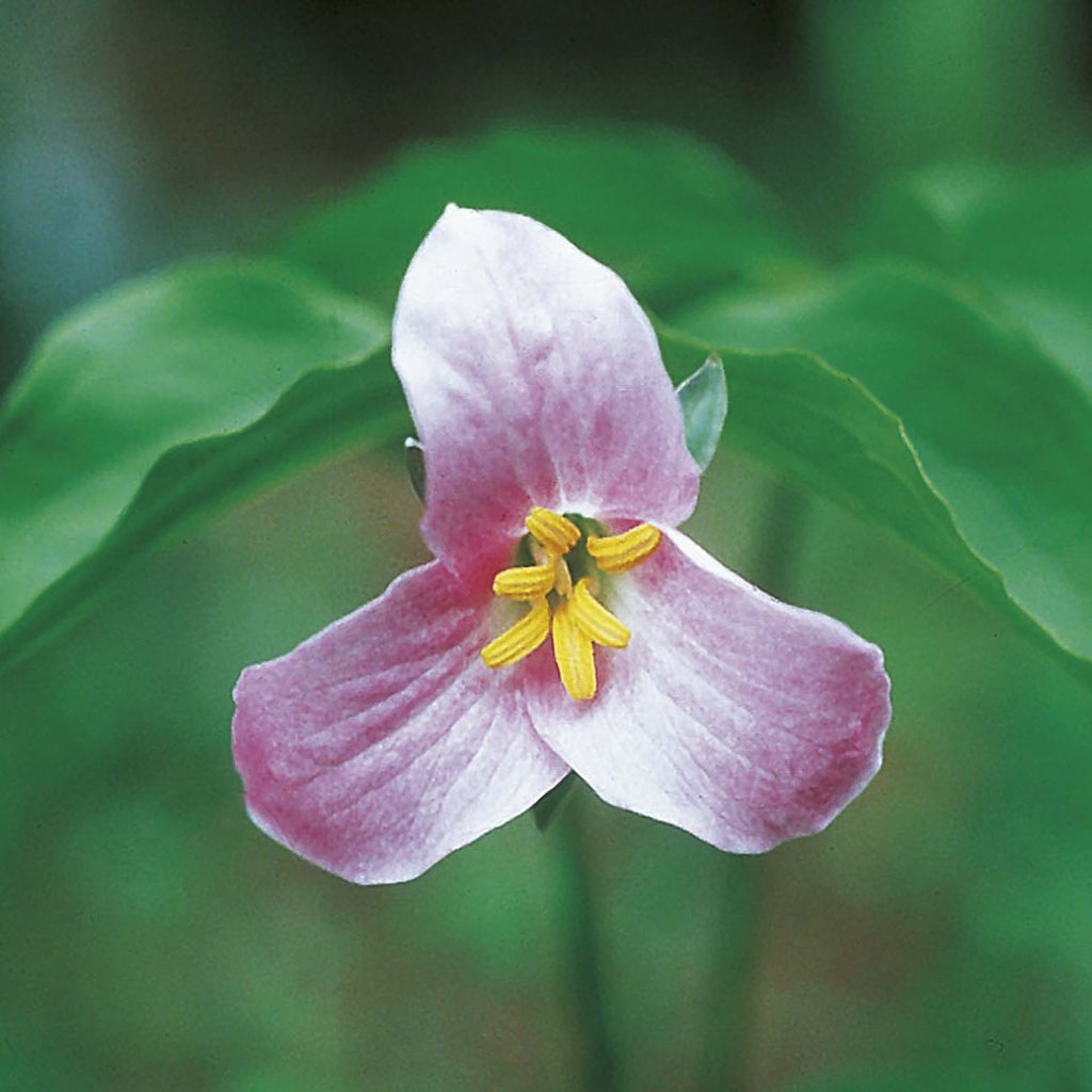 Trillium catesbyi