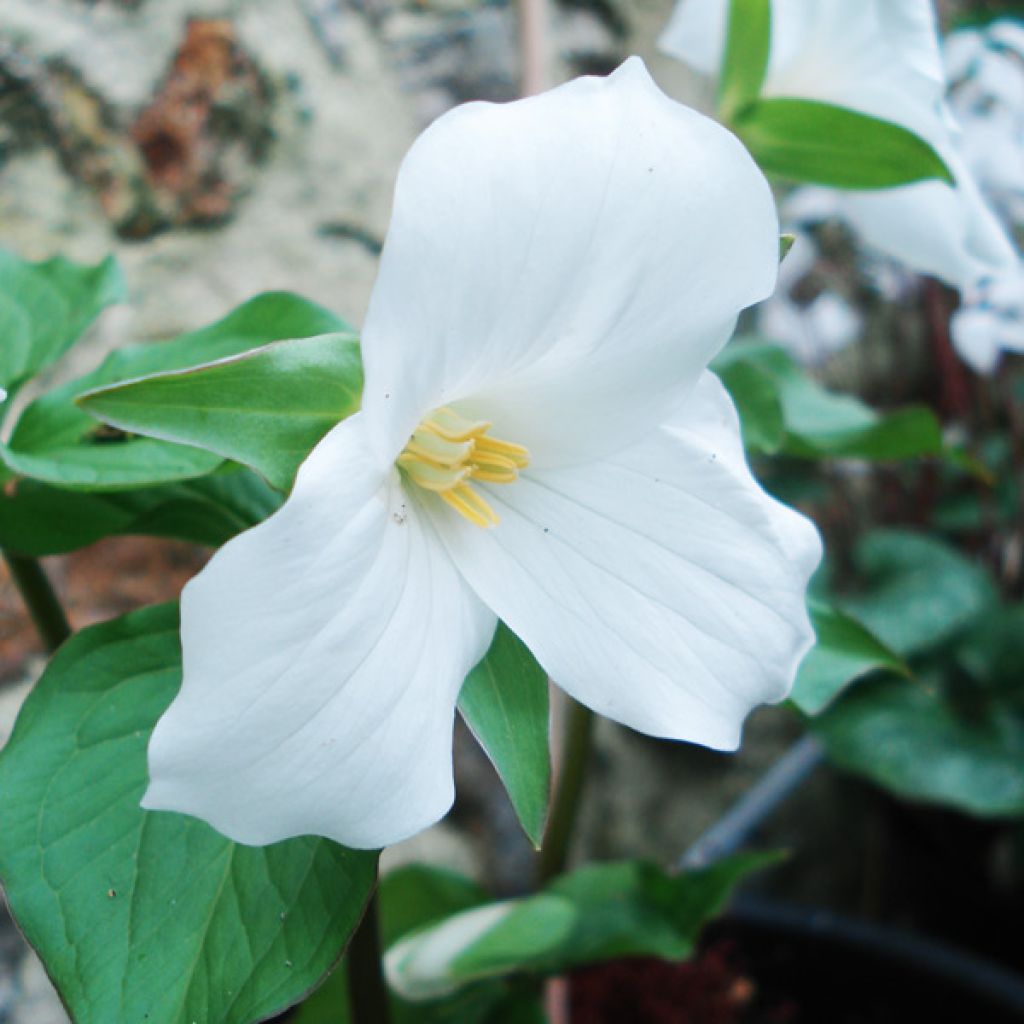 Trillium grandiflorum - Trille blanc