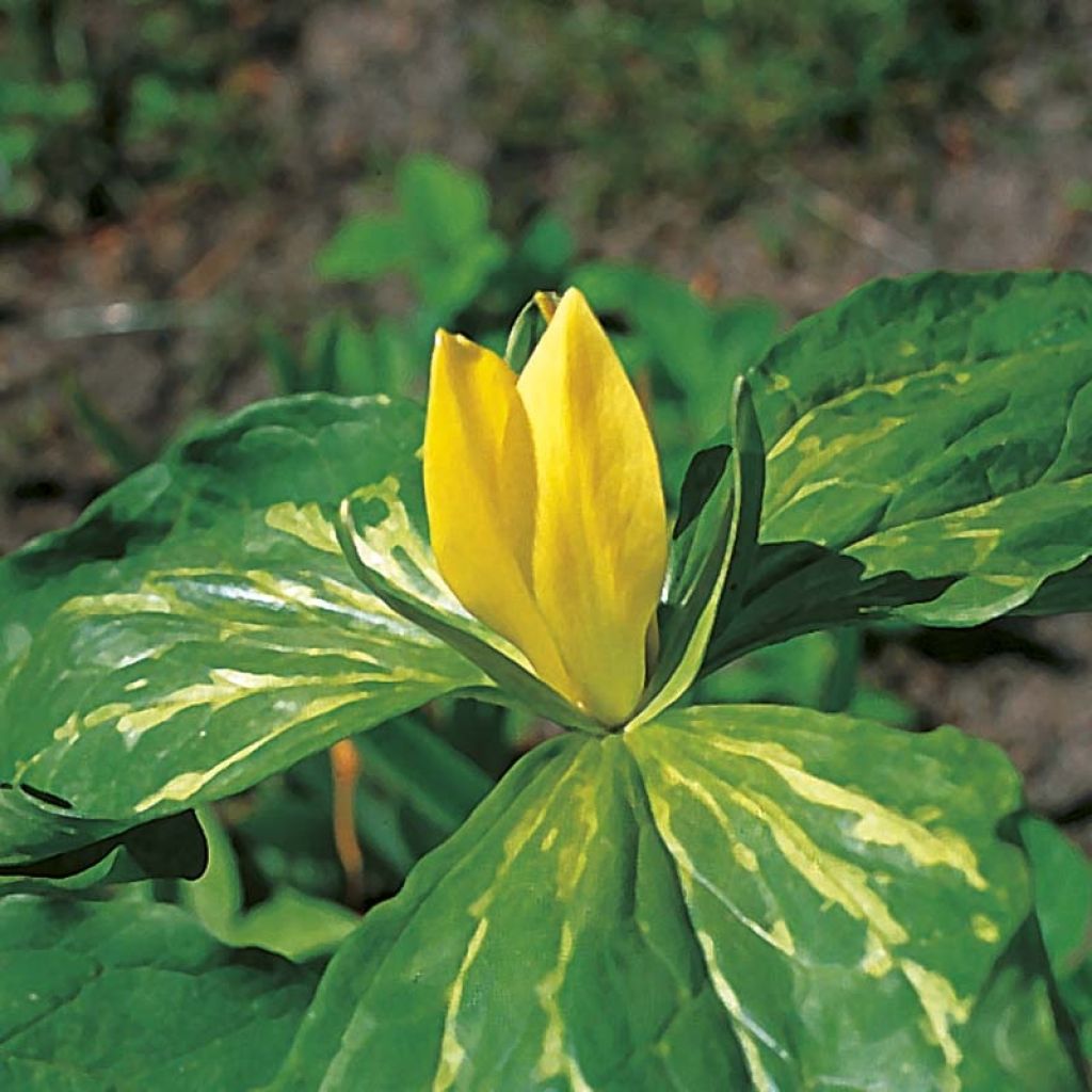 Trillium luteum (bulbo)