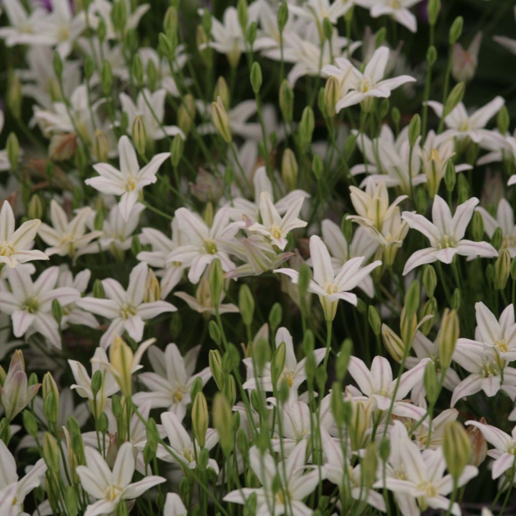 Triteleia laxa Silver Queen