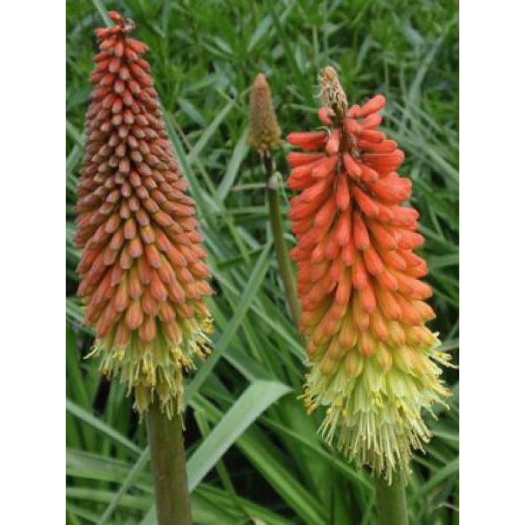 Kniphofia Flamenco