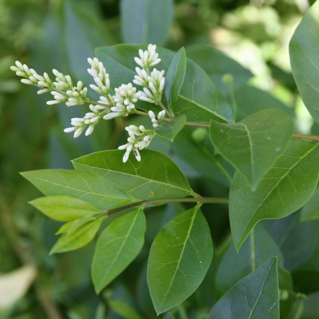 Ligustrum ovalifolium - Aligustre de California