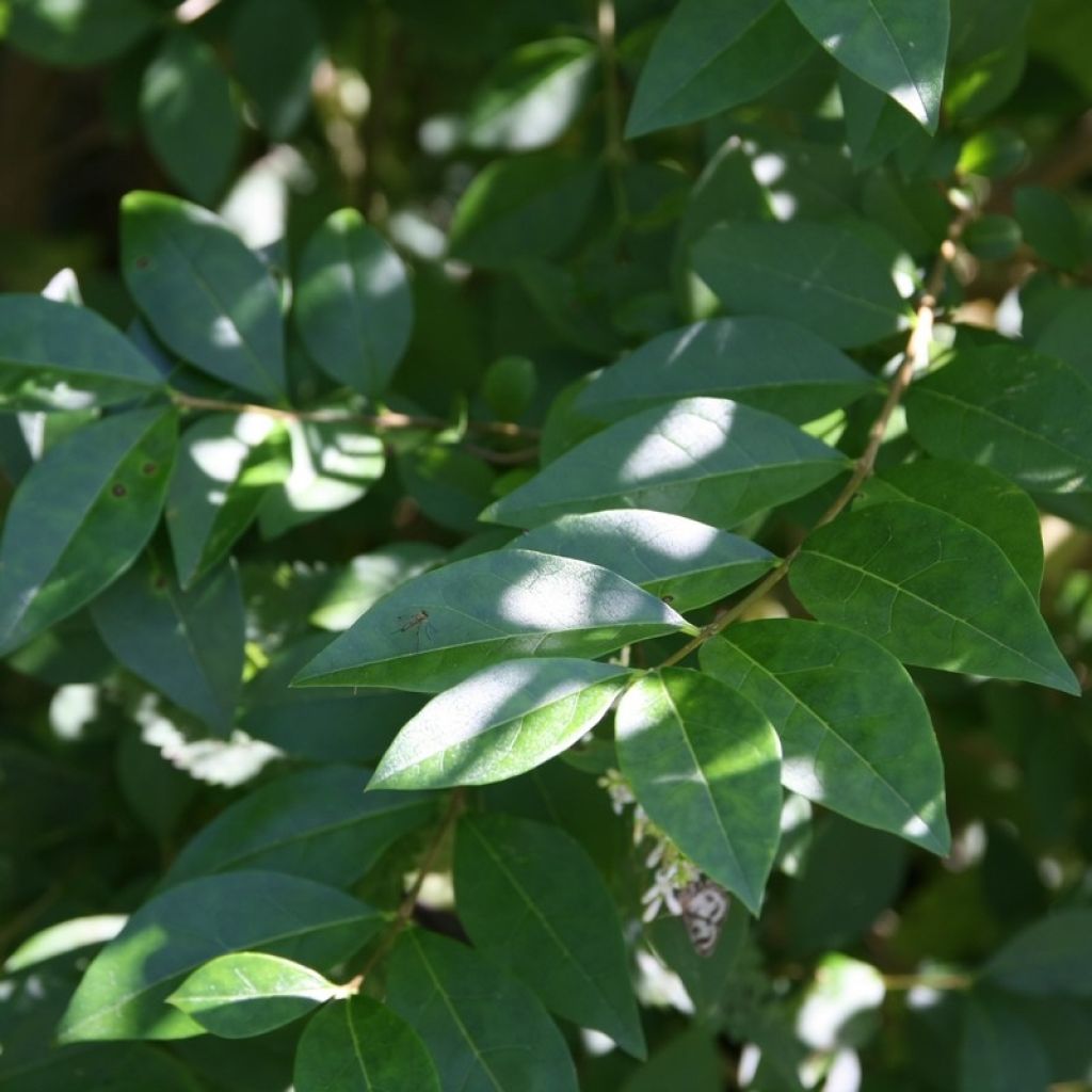 Ligustrum ovalifolium - Aligustre de California