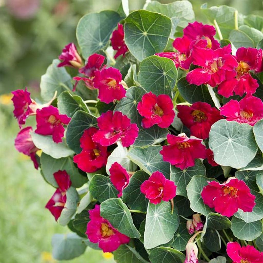 Tropaeolum minus Baby Rose