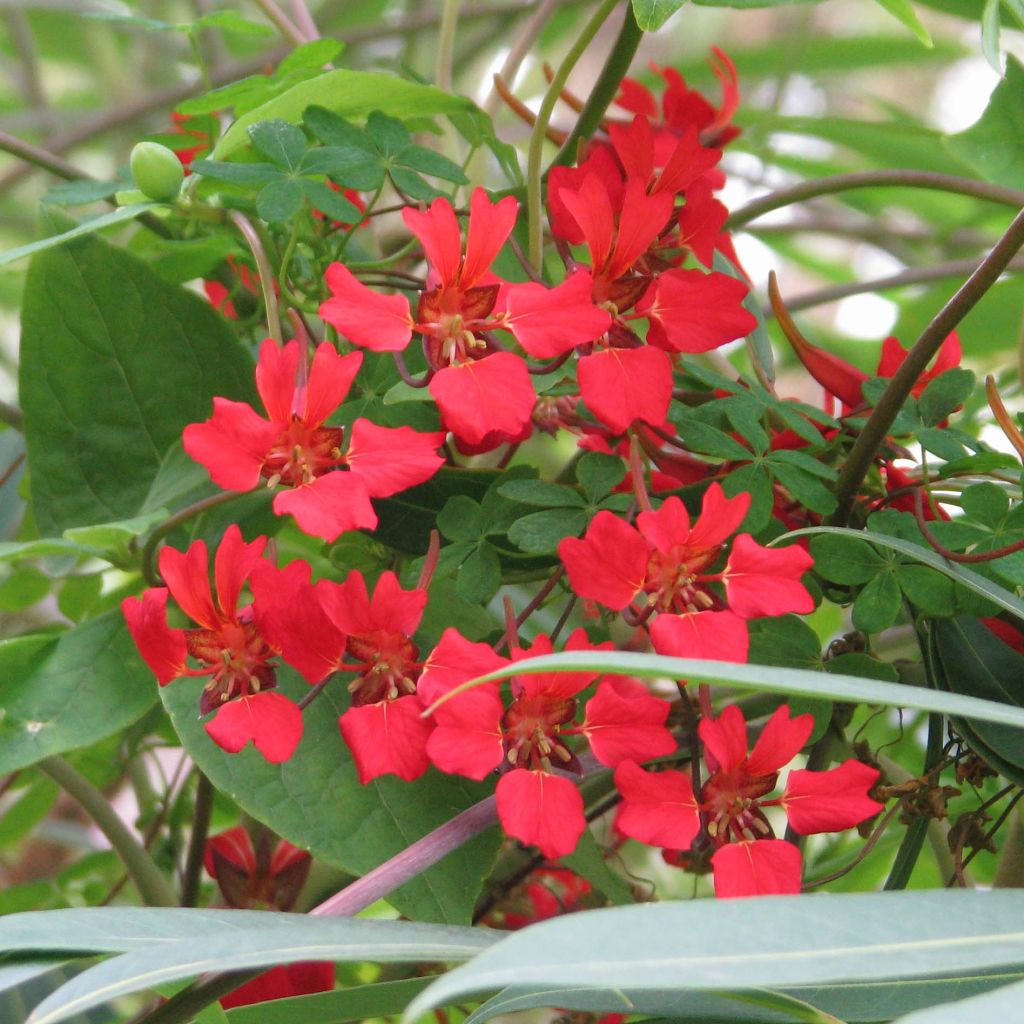 Tropaeolum speciosum