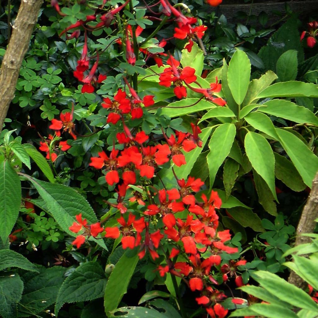 Tropaeolum speciosum