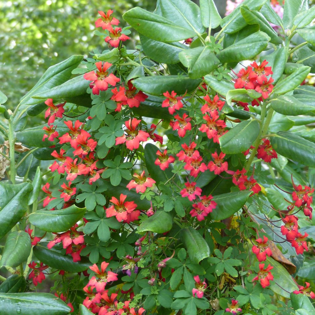 Tropaeolum speciosum