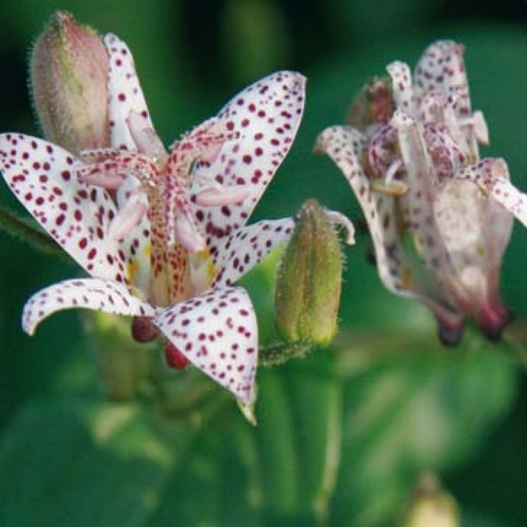 Tricyrtis hirta Tricyrtis hirta - Lirio sapo