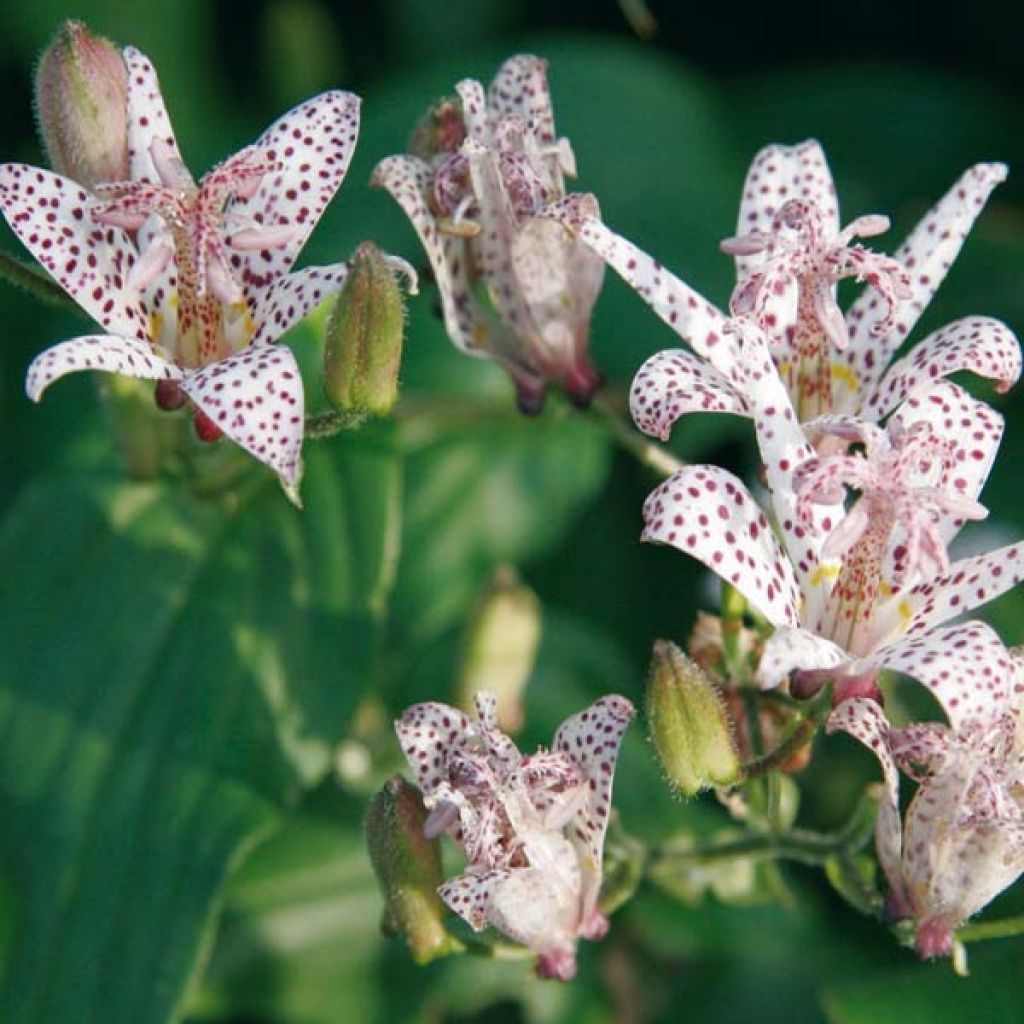 Tricyrtis hirta Tricyrtis hirta - Lirio sapo