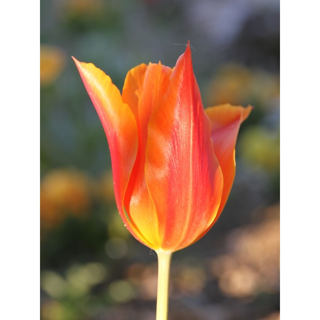 Tulipán flor de lis Ballerina