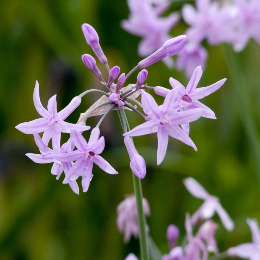 Tulbaghia violacea Flamingo - Ajo social