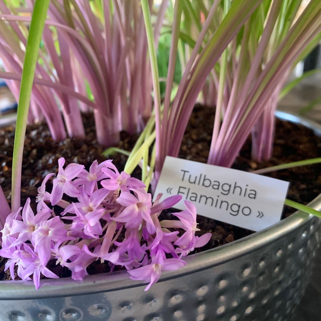 Tulbaghia violacea Flamingo - Ajo social