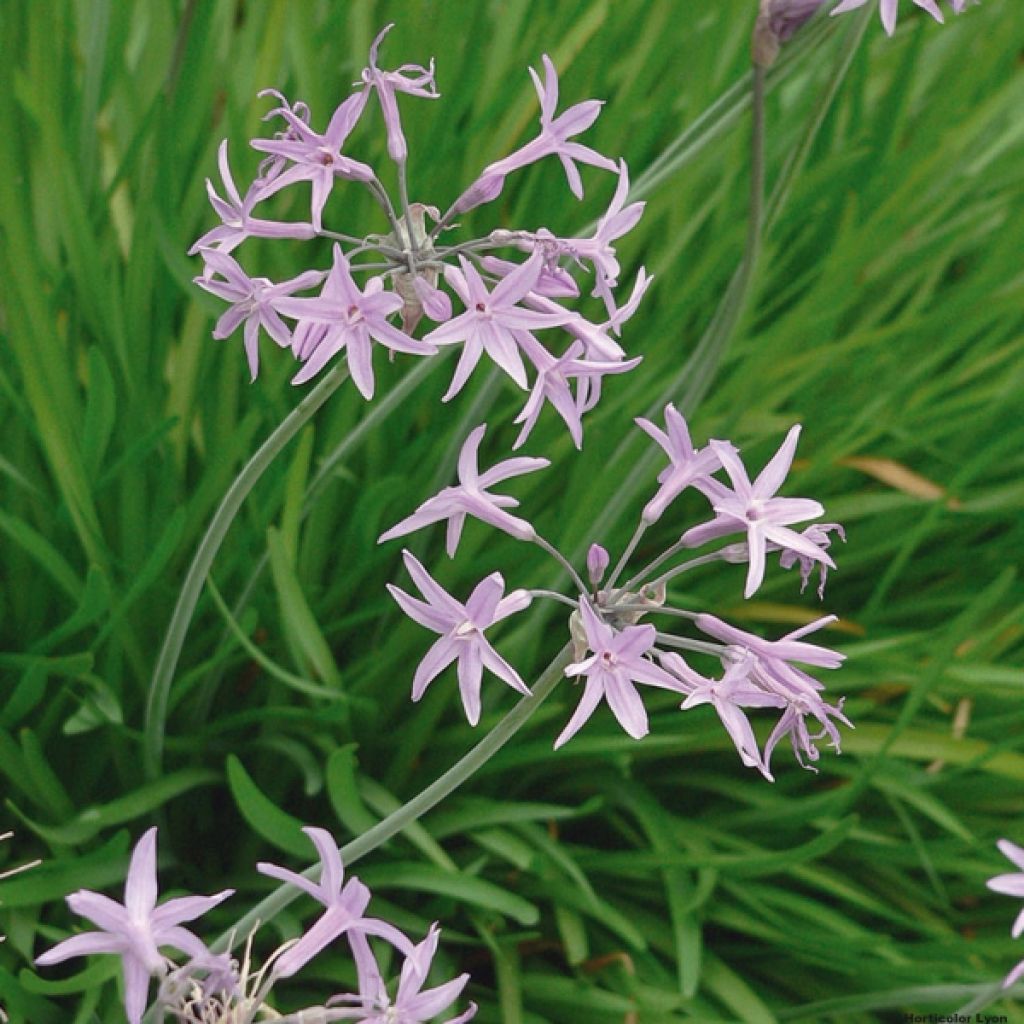 Tulbaghia cominsii Violacea - Ajo social