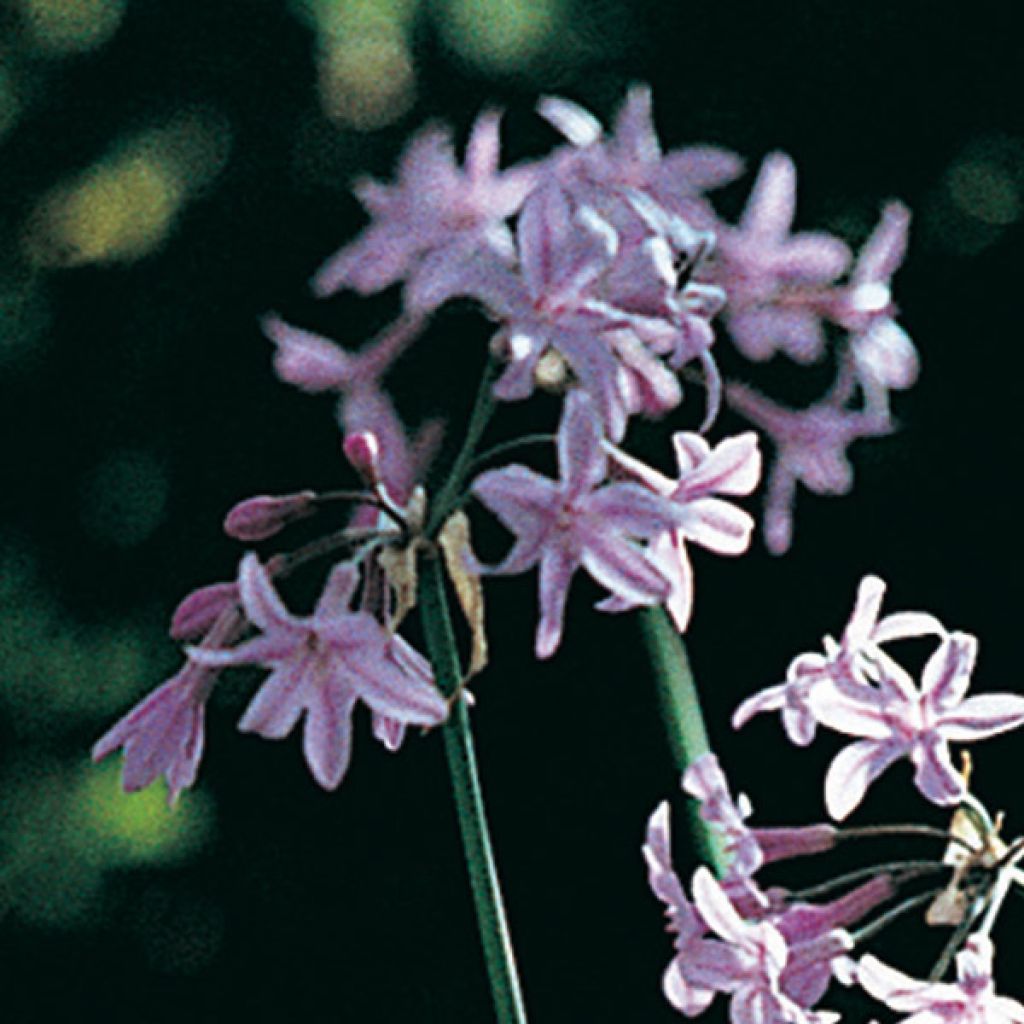 Tulbaghia cominsii Violacea - Ajo social