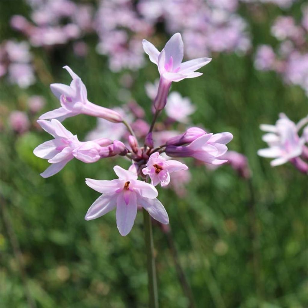 Tulbaghia violacea Ashanti - Ajo social