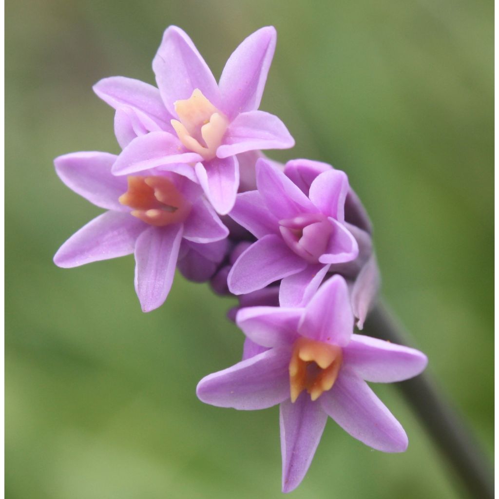 Tulbaghia violacea var. maritima simmleri Himba - Ajo social