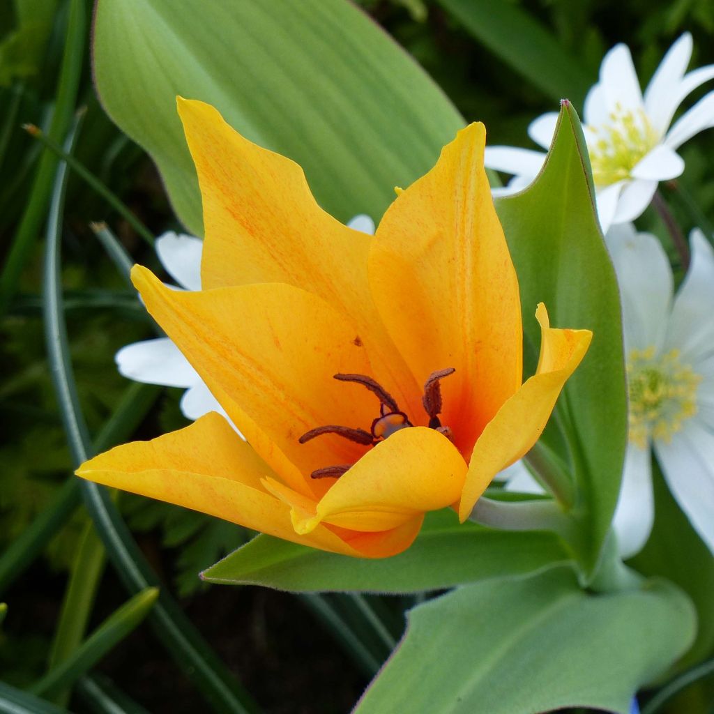 Tulipa praestans Shogun