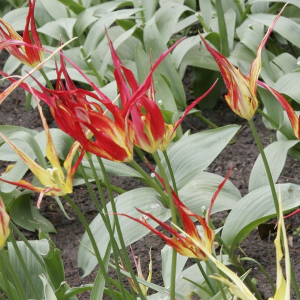 Tulipa acuminata