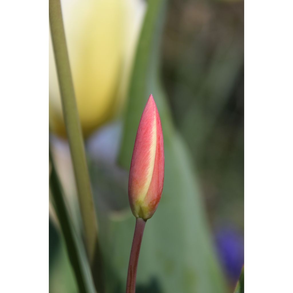 Tulipa clusiana Cynthia