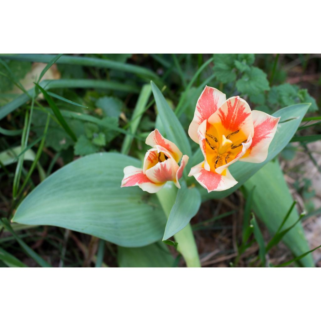 Tulipa greigii Quebec