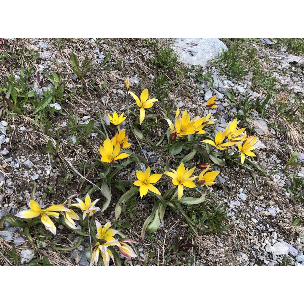 Tulipa kolpakowskiana - Tulipan botánico