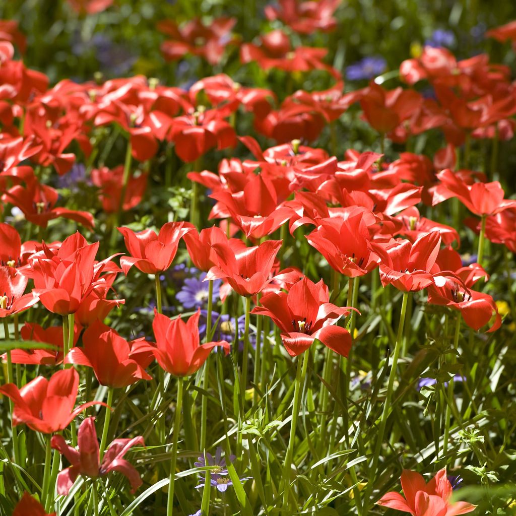 Tulipa linifolia - Tulipan botánico