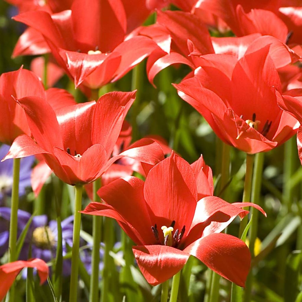 Tulipa linifolia - Tulipan botánico