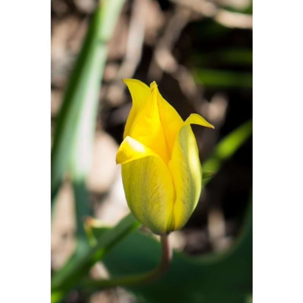 Tulipa sylvestris - Tulipan botánico