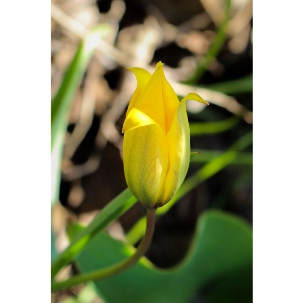 Tulipa sylvestris - Tulipan botánico