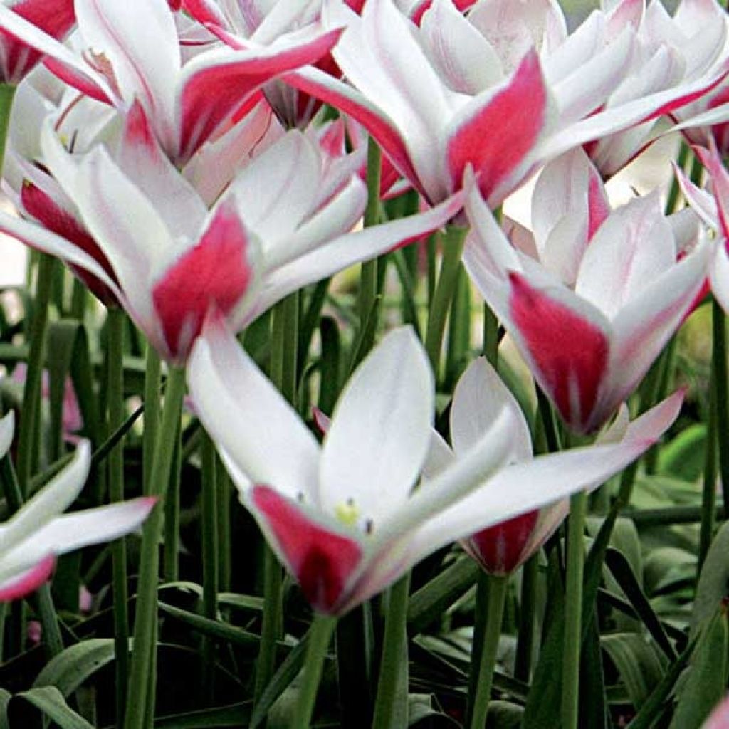 Tulipe Clusiana Peppermint Stick