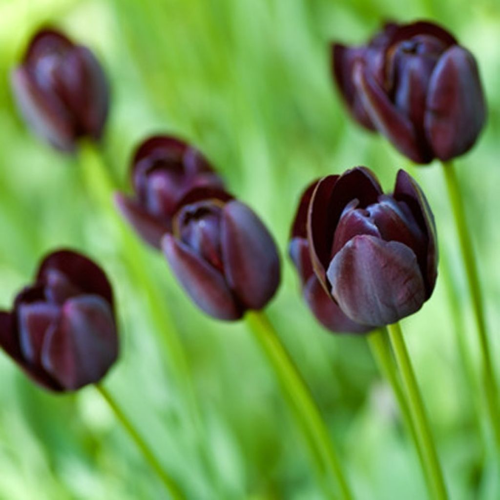 Tulipe Darwin Reine De La Nuit