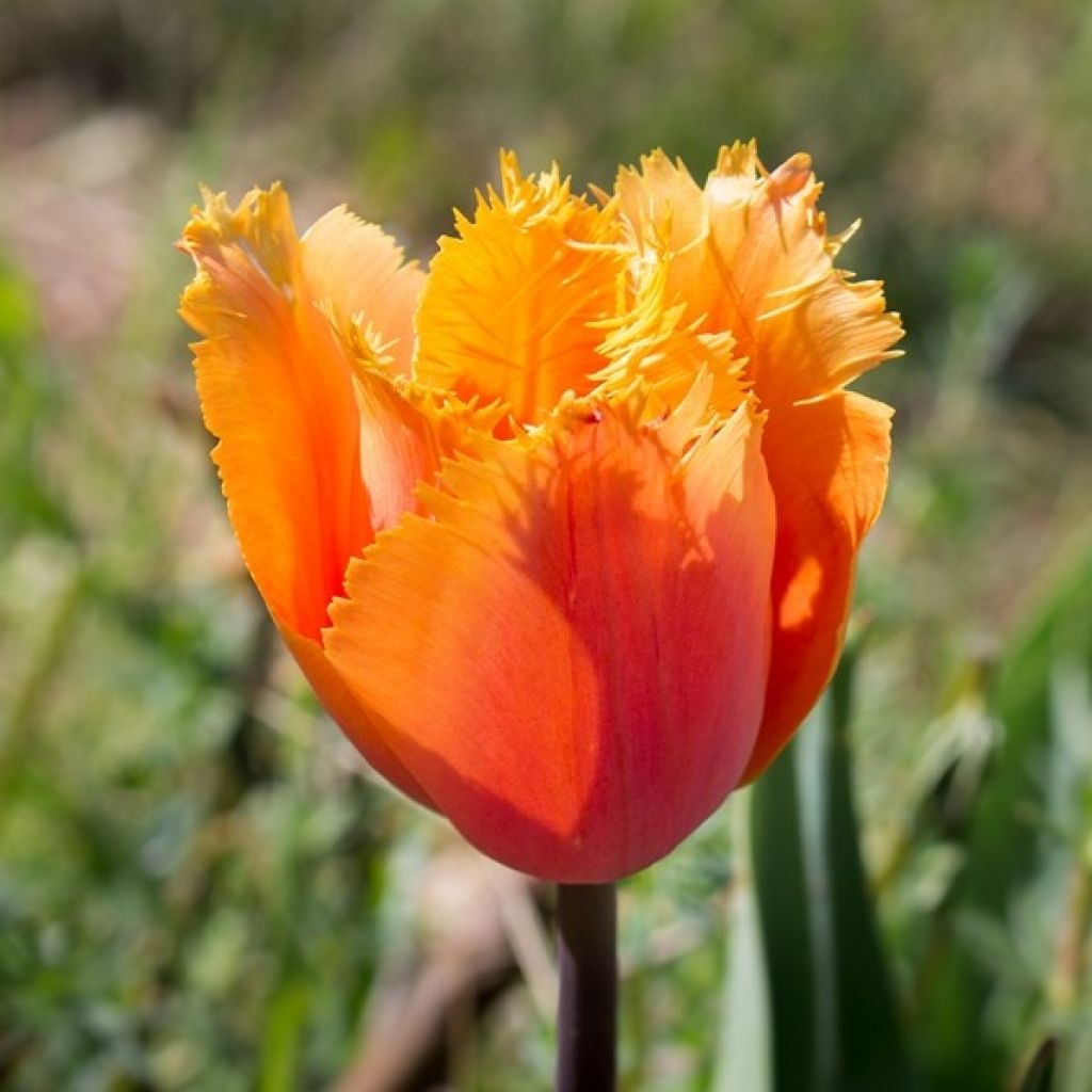 Tulipán dentado Lambada