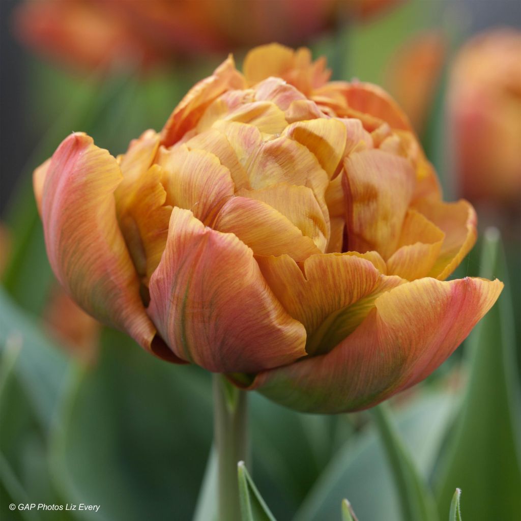 Tulipán doble de flor temprana Brownie