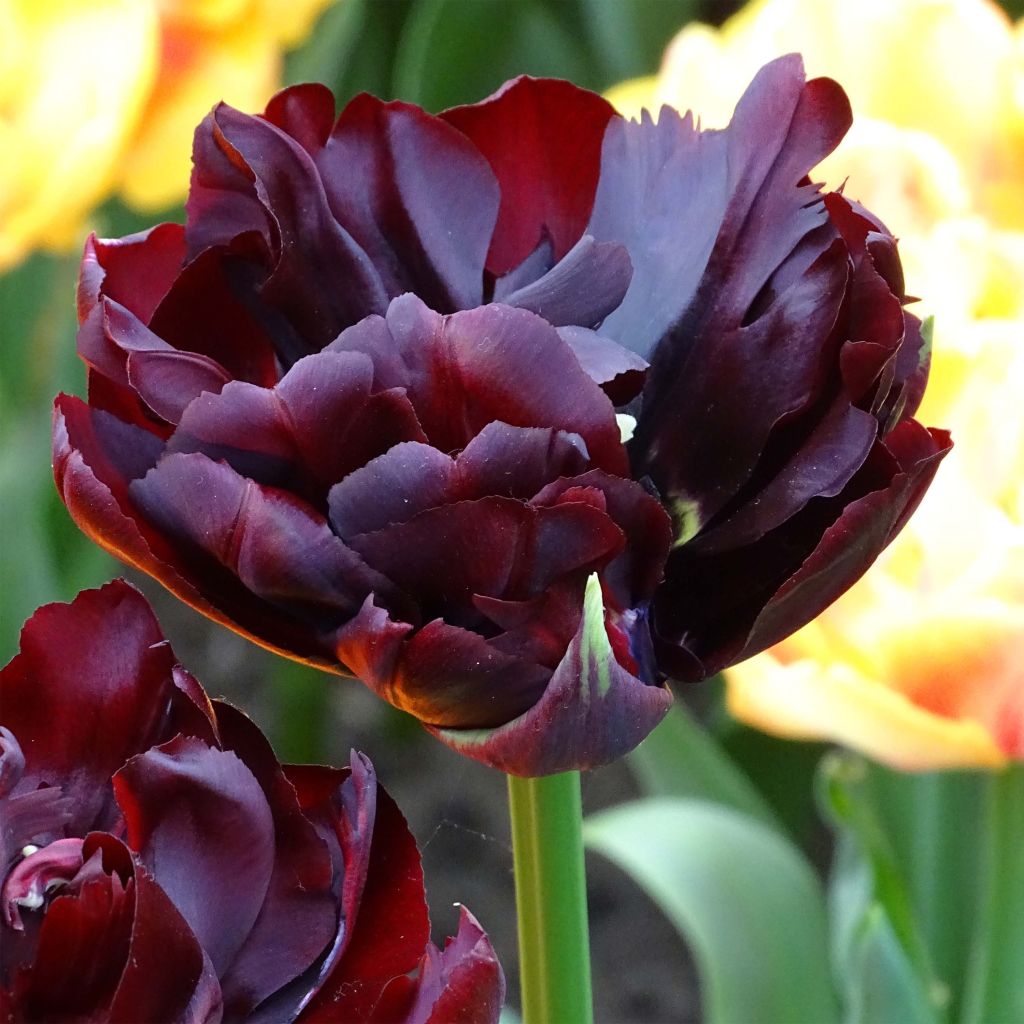 Tulipán doble de flor temprana Palmyra