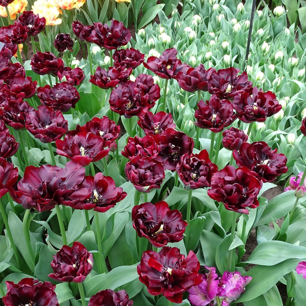 Tulipán doble de flor temprana Palmyra