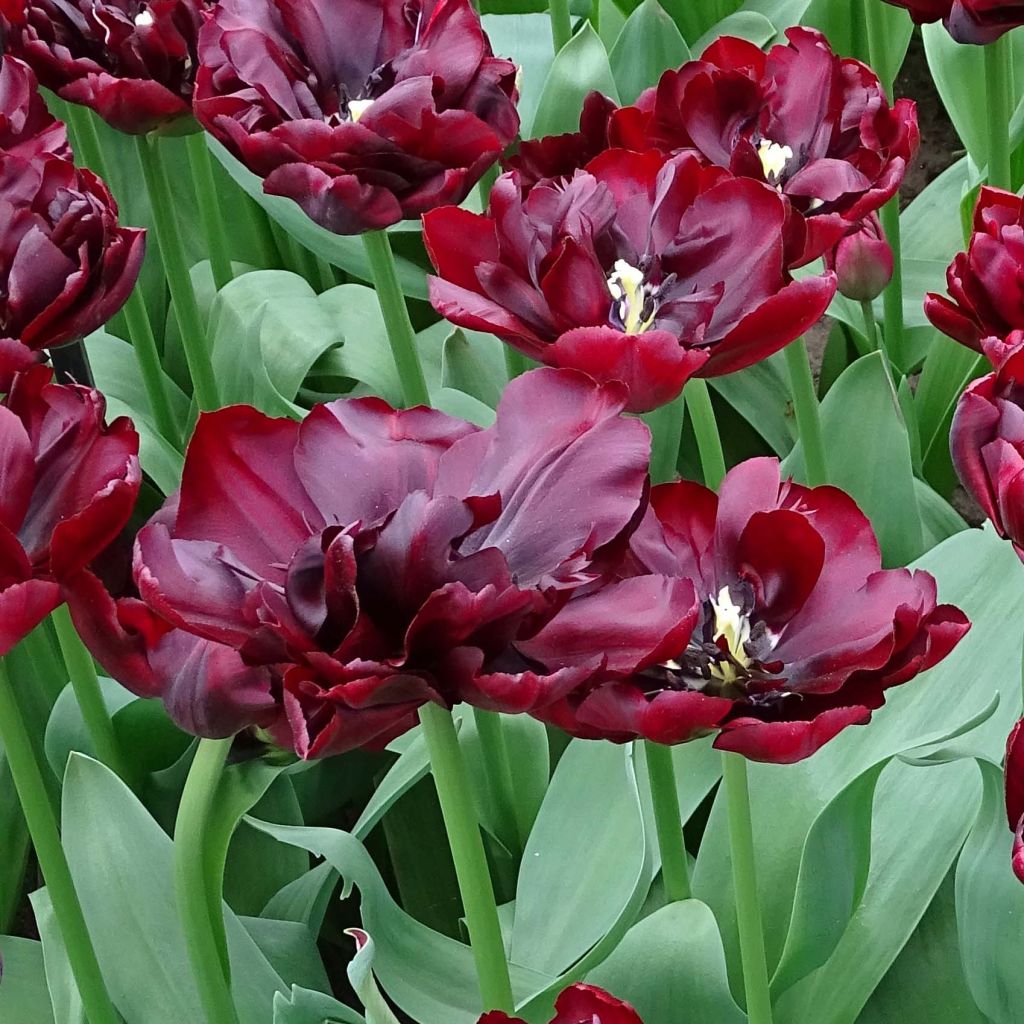 Tulipán doble de flor temprana Palmyra