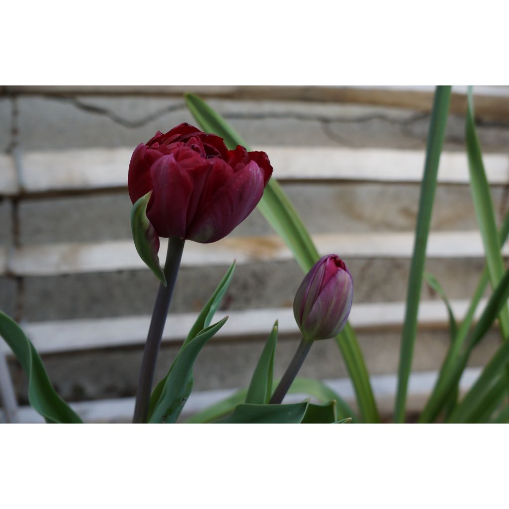 Tulipán doble de flor tardía Black Héro