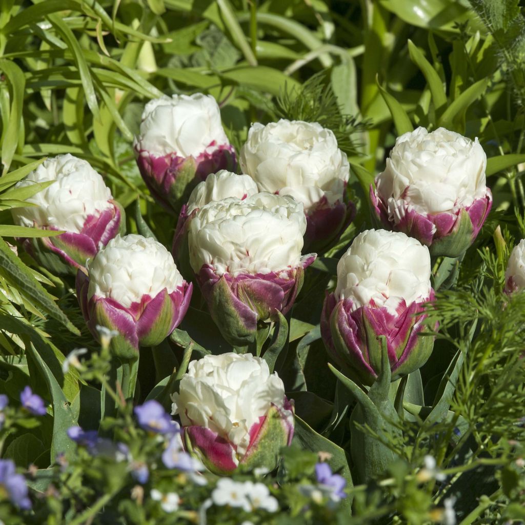 Tulipán doble de flor tardía Ice Cream