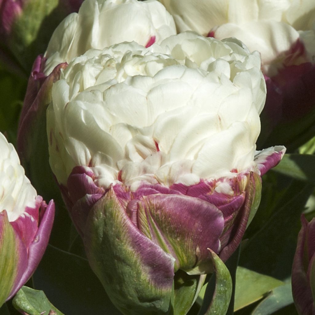 Tulipán doble de flor tardía Ice Cream