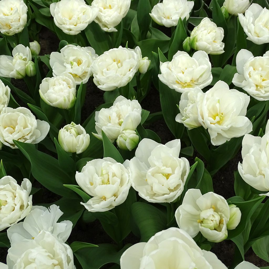 Tulipe double tardive White Heart