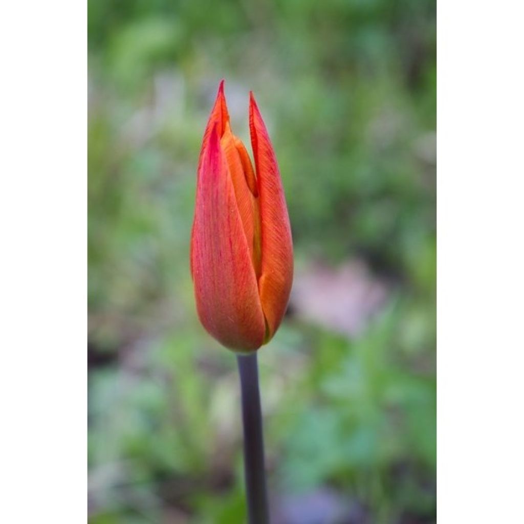 Tulipán flor de lis Ballerina