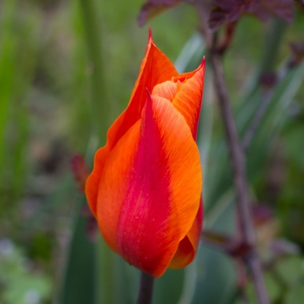 Tulipán flor de lis Ballerina