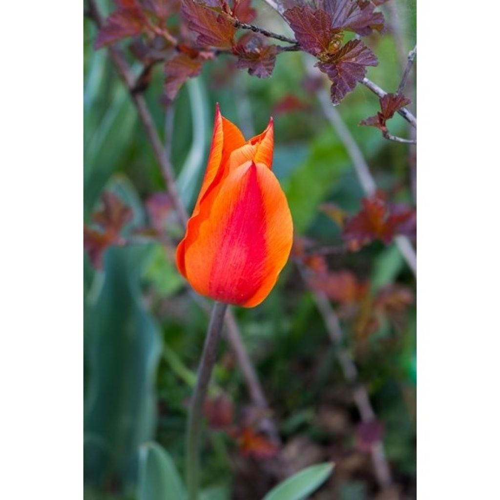 Tulipán flor de lis Ballerina