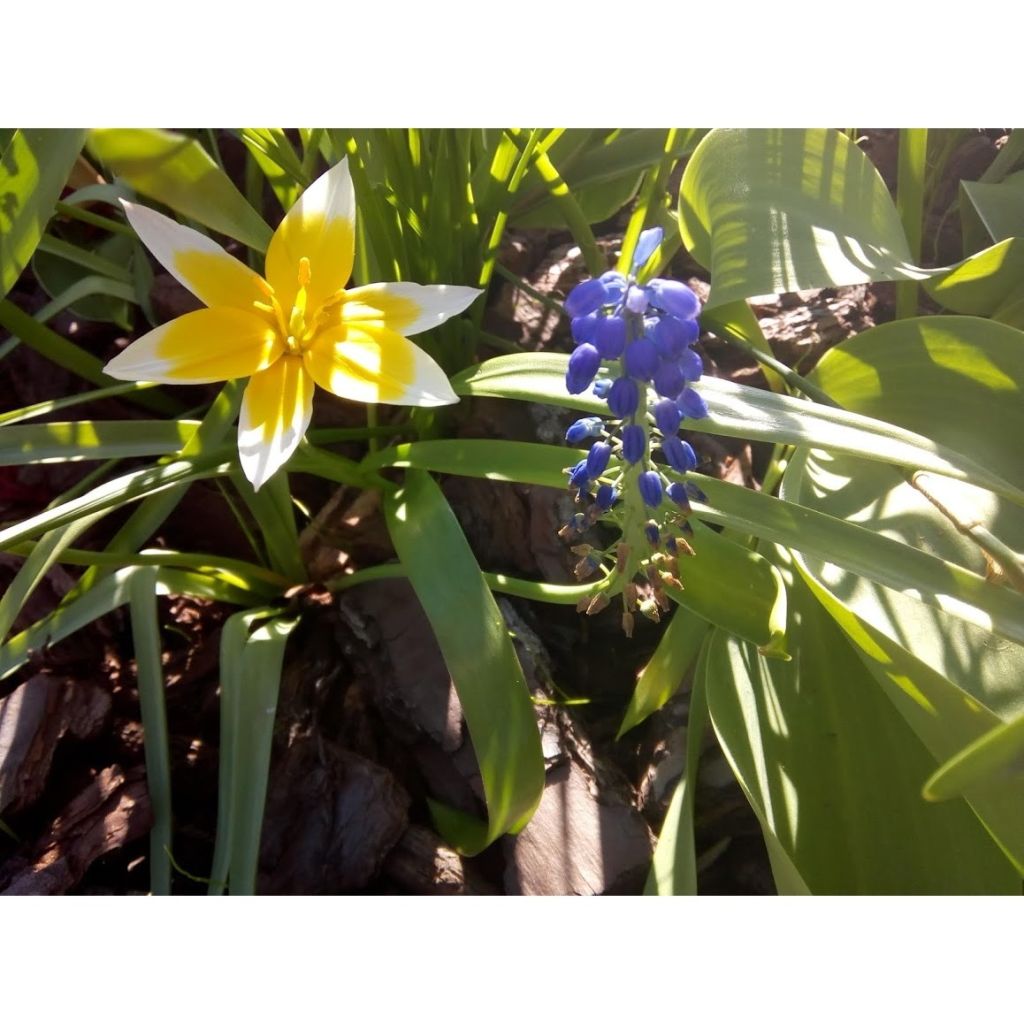 Tulipán flor de lis Budlight