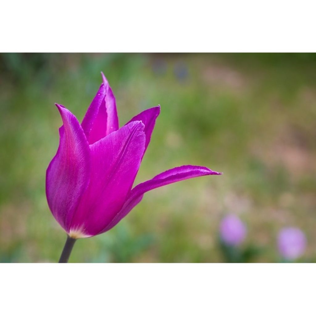 Tulipán flor de lis Burgundy