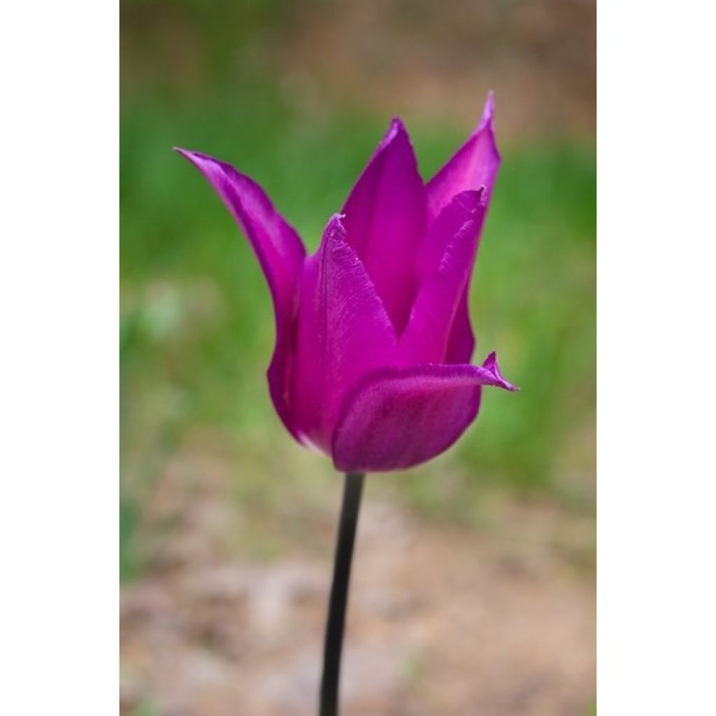 Tulipán flor de lis Burgundy