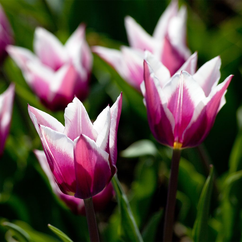 Tulipán flor de lis Claudia