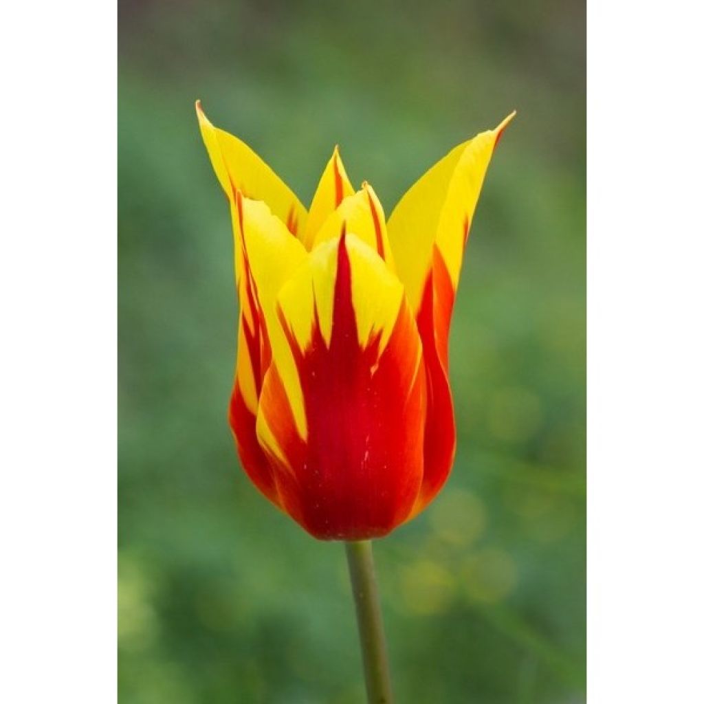 Tulipán flor de lis Fire Wings