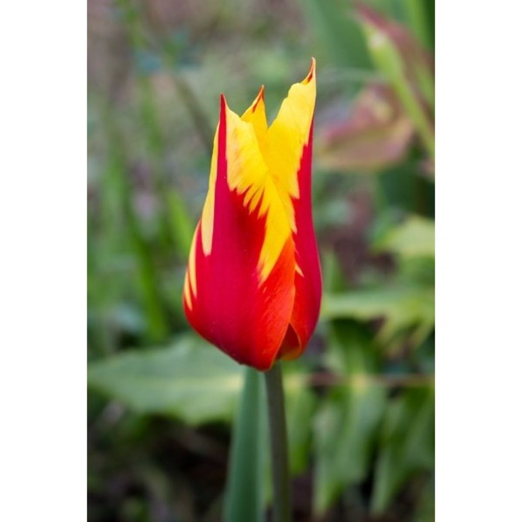 Tulipán flor de lis Fire Wings