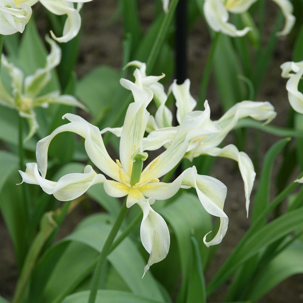 Tulipán flor de lis Green Dance